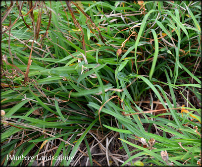 Read more about the article QUICK TIP- CLEANING DAYLILIES