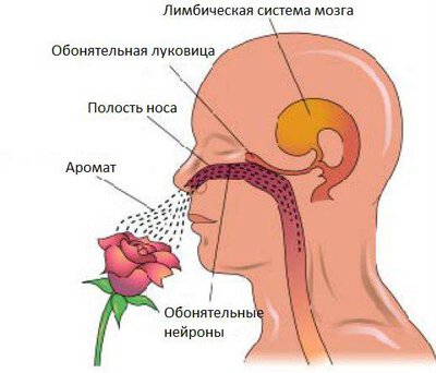Аносмия - это потеря обоняния