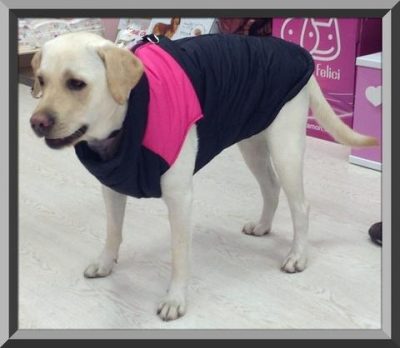 ropa para cachorros labradores