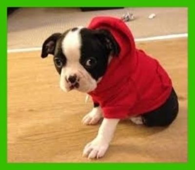 sudaderas para perros 