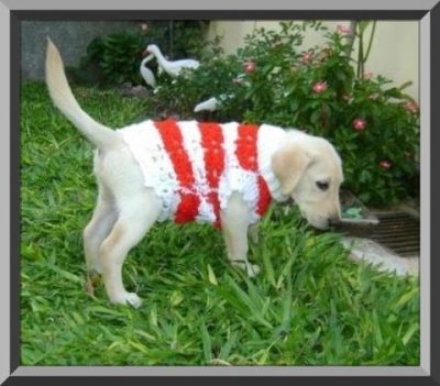 ropa para perros labradores