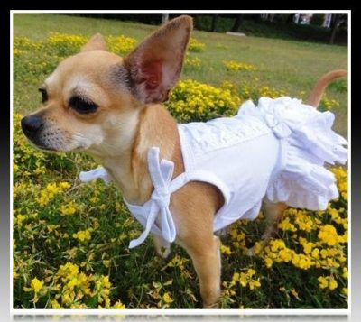 ropa para perritas chihuahua mercadolibre