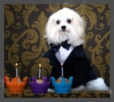 ropa elegante para perros bogota