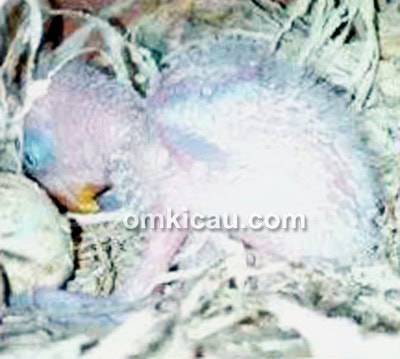 Anakan lovebird Salju