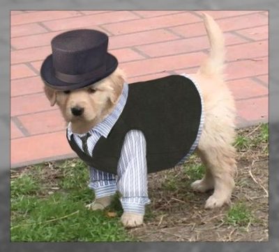 ropa elegante para perros