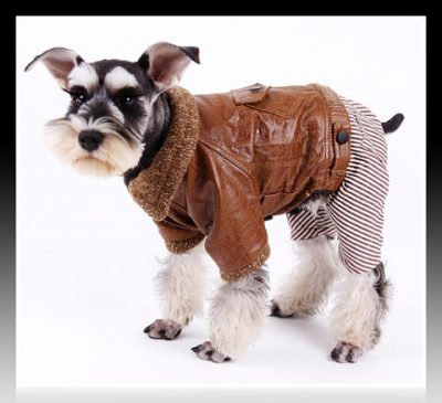 ropa para perros schnauzer miniatura