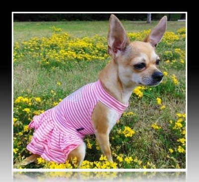 ropa para perritas chihuahua