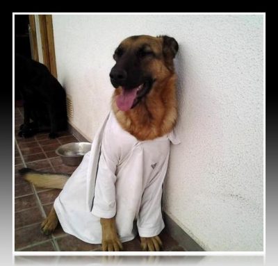 como hacer poleras para perros