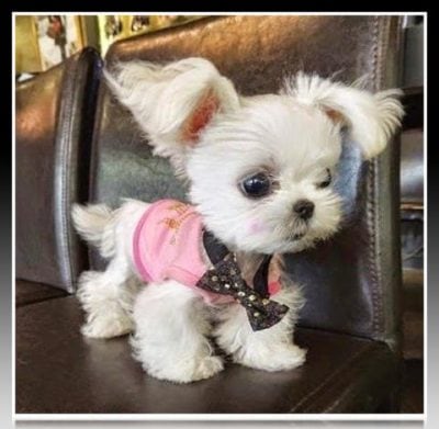 ropa para perros pequeños moldes