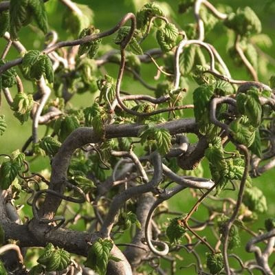 Corylus Harry Lauder Walking Stick