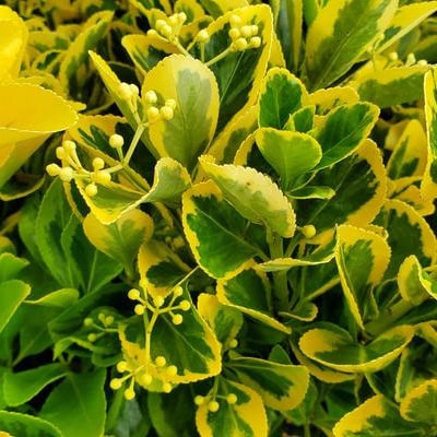 Euonymus 'Aureo Marginata'