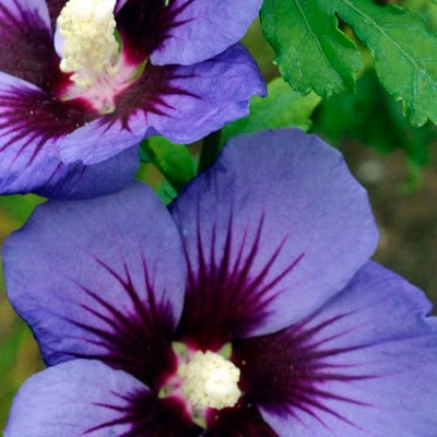 Rose of Sharon First Editions® Hawaii™