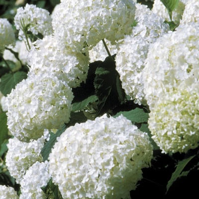 Hydrangea arborescens 'Annabelle'