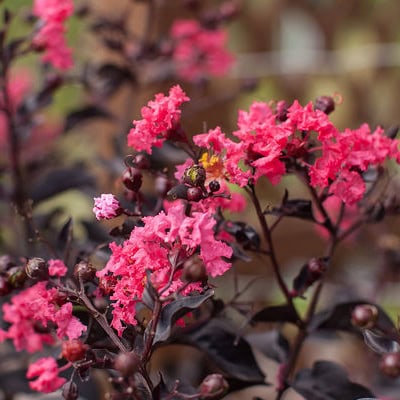 Crepe Myrtle 'Twilight Magic'™ First Editions®