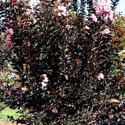 Crepe Myrtle 'Moonlight Magic'™ First Editions®