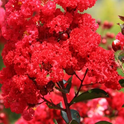 Crepe Myrtle 'Ruffled Red Magic'™ First Editions®