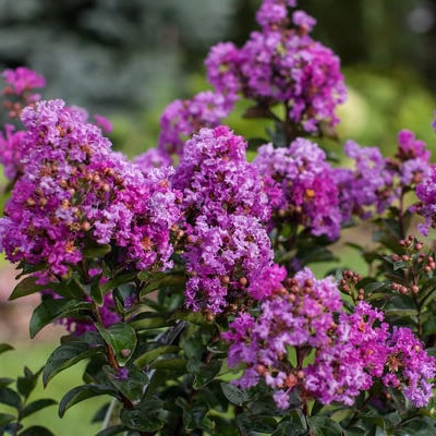 Crepe Myrtle 'Purple Magic'™ First Editions®
