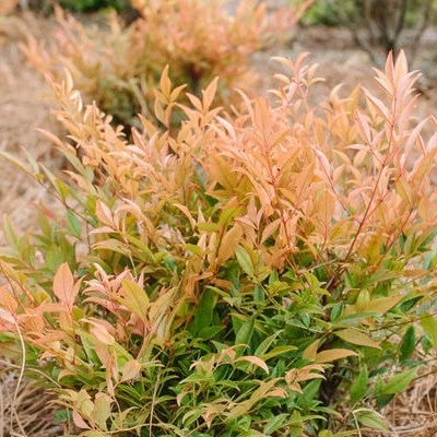 Nandina 'Cool Glow™ Peach' First Editions®