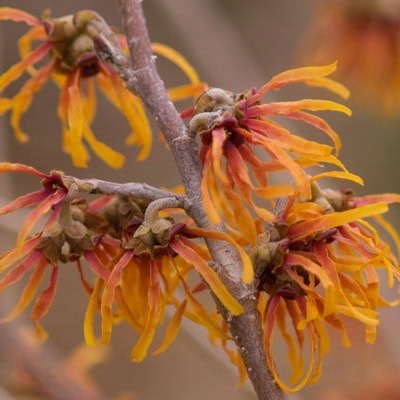 Witch Hazel 'Diane'