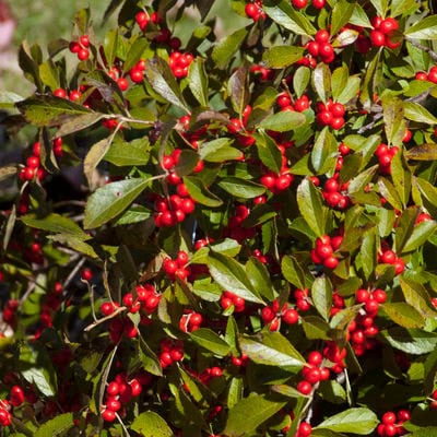 Winterberry 'Red Sprite'