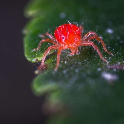 Clover Mite