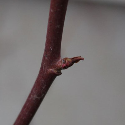 枯れかけている芽