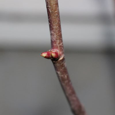 2つ出た芽