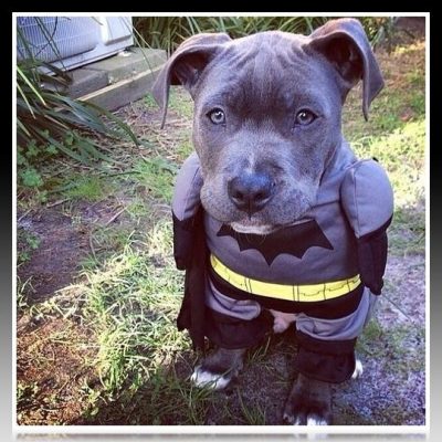 disfraz de batman para pitbull