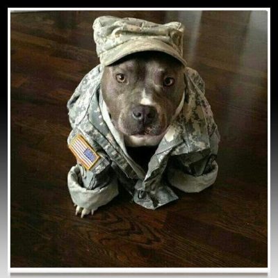 ropa camuflada para pitbull