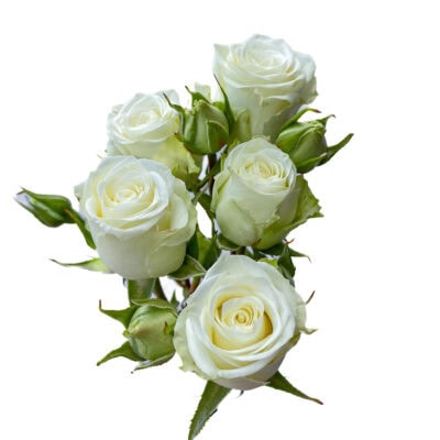 Spray Floreana