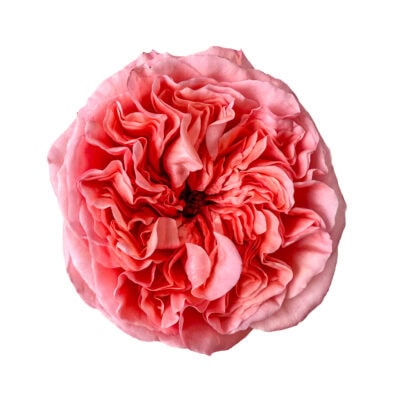 Pink Xpression (25 St Bunch)
