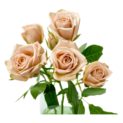 Spray Rose Caffe Latto