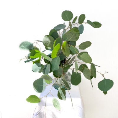 Eucalyptus Silver Dollar (10 St Bunch)
