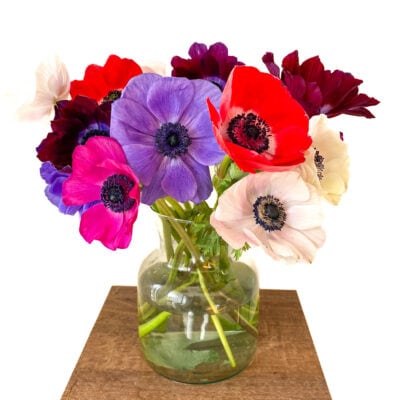 Anemones Mistral