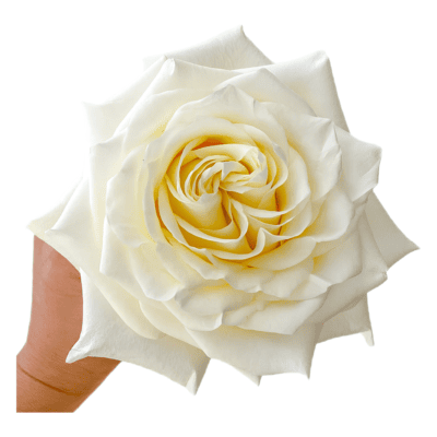 Candlelight (25 St Bunch)<span> - </span>40cm