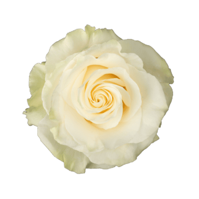 Mondial (25 St Bunch)<span> - </span>40cm