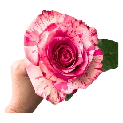 Magic Times (25 St Bunch)<span> - </span>40cm