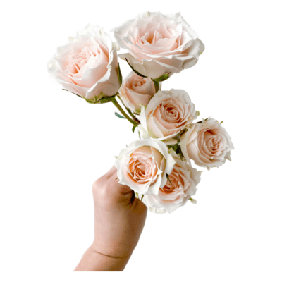 Spray White Majolika (10 St Bunch)