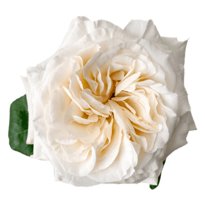 White O´Hara