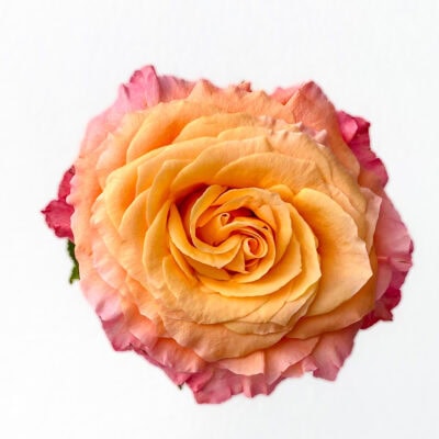 Free Spirit (25 St Bunch-PT)