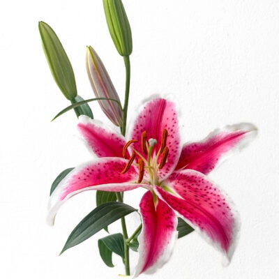 Oriental Lilies