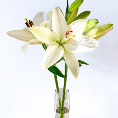 L/A Hybrid Lilies