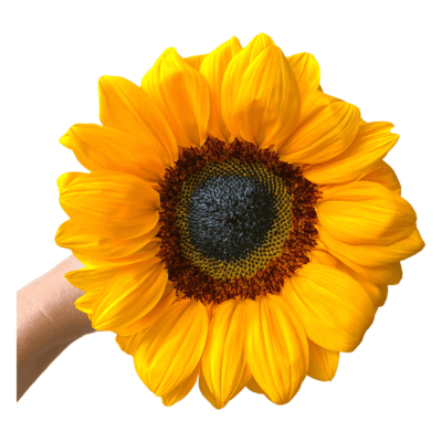 Sunflower Vincent Choice (Select)