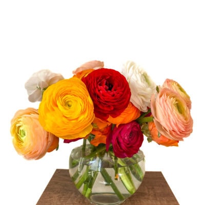Ranunculus Elegance