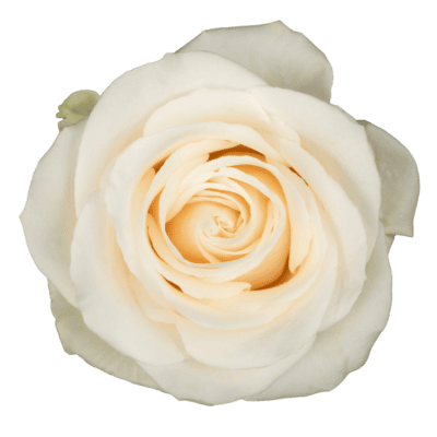 Vendela (25 St Bunch)<span> - </span>40cm