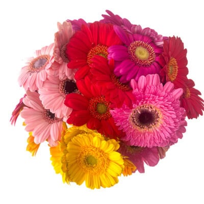 Gerbera Daisy Mix Colors