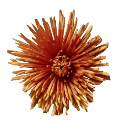 Chrysanthemums (10 St Bunch)<span> - </span>Bronze
