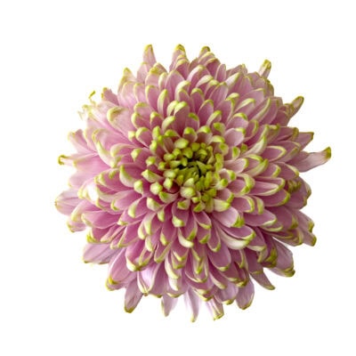 Chrysanthemums (10 St Bunch)