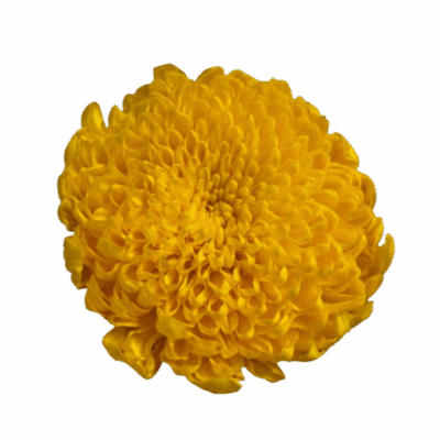 Chrysanthemums (10 St Bunch)<span> - </span>Yellow