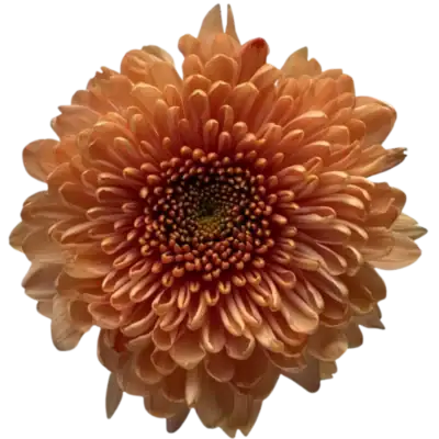 Chrysanthemums (10 St Bunch)<span> - </span>Orange
